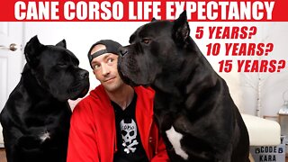 Cane Corso Life Expectancy & How To EXTEND Their Life!