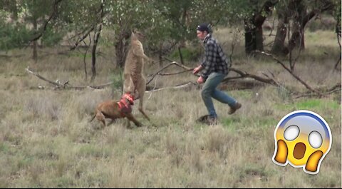 Man Punches a Kangaroo in the muzzle to Rescue his dog (Original HD)