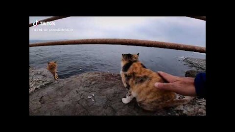 Lovely Cat, funny cats, funny cat videos 122