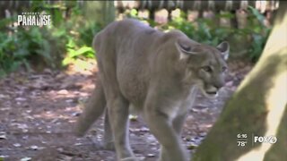 Man walks marathon for panthers