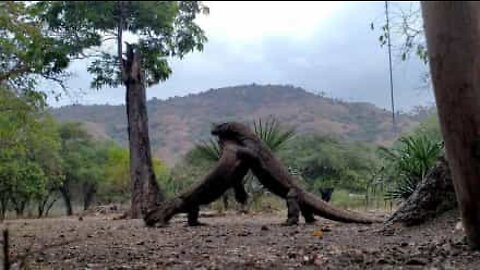 Epic Komodo dragon fight