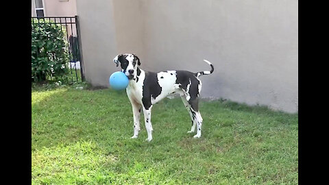 Amazing Great Dane's Last Run With His Jolly Ball - RIP Mikey