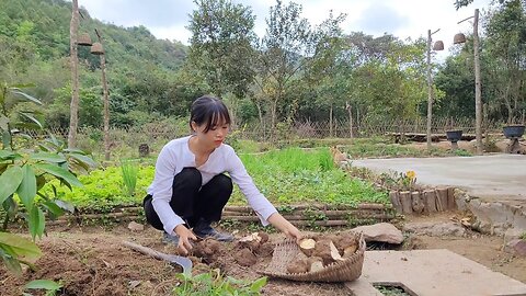 Growing taro, ginger, harvesting yams and cooking Living with nature