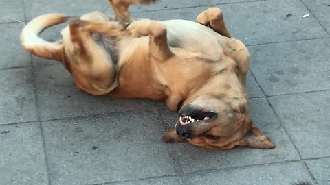 Street Performers Overshadowed By A Dancing Stray Dog