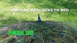 Walking Peacocks To Bed, Peacock Minute, peafowl.com