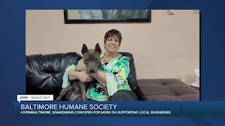 Tasha the dog is looking for a new home at the Baltimore Humane Society