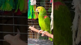 Why is the yellow-headed parrot chewing ropes?❤️🌸🍀🇨🇦
