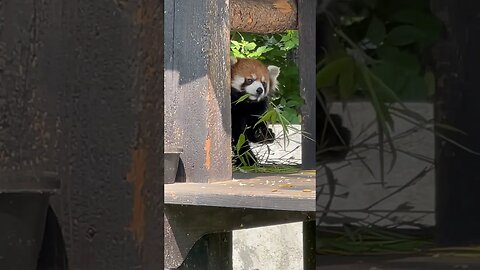 Watch how this cute red panda eats! #shorts #lunch #zoo #calgary #enterthecronic