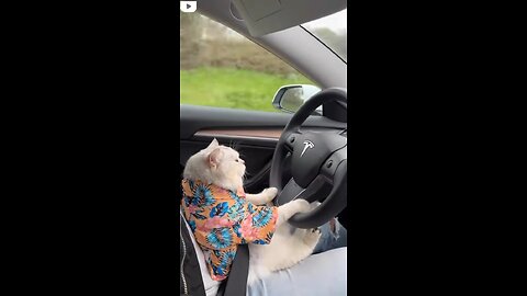 🐱 in driving mood | goes viral|