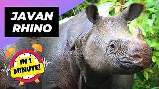 Javan Rhino - In 1 Minute! 🦏 The Rare Beauty Of Indonesia | 1 Minute Animals