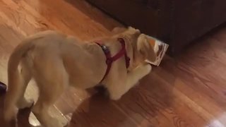 Puppy gets head stuck in box twice