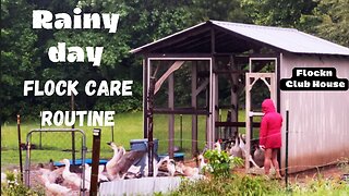 🦆🌧️ Morning Rainy Day Routine 🏡 Duck & Goose Care #FlocknClubHouse #FlockCare