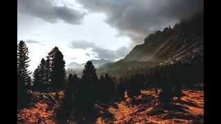 Sounds of Nature | Forest Sounds, Nature Sounds for Relaxation and Meditation