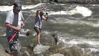 Anglers have one more weekend to land a chinook salmon on the Little Salmon River