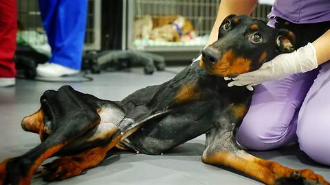 Amazing recovery of dog with broken back left to die in field of shattered glass