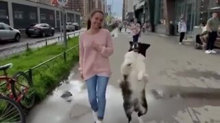 Funny pup decides to dance alongside owner down the street