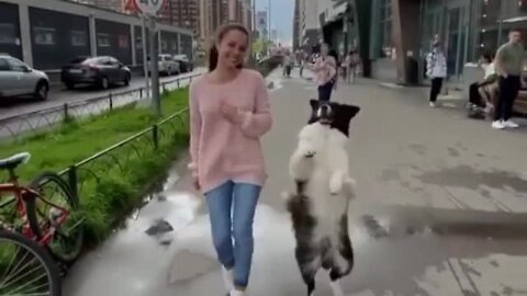 Funny Pup Decides To Dance Alongside Owner Down The Street