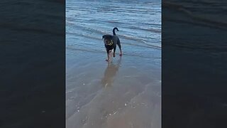 Starting 2023 living my BEST life! Rottweiler Beach Day Out #shorts #dogs #rottweiler