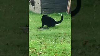 Kitty #cat Loves 2 Play with #feathers Standing Up On Her Hind Legs #funnycatvideos #shorts