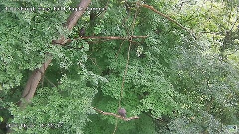 Hays Eagles "Hey H20 look at me!" H19 dancing a talon-step on the WL (woods limb)! 06-27-2023 19:54