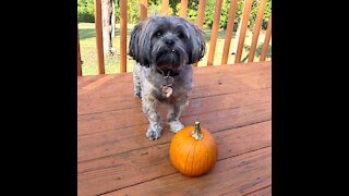 Chewbacca the Pumpkin Bandit