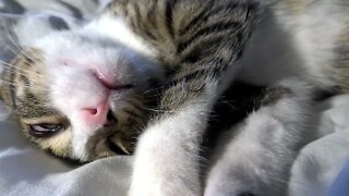 The Dreaming Kitten