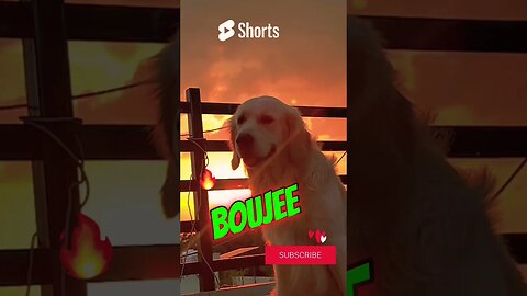 Bad Boujee And Cute #goldenretriever #ytshorts #viral #shorts