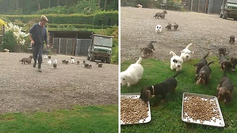 The is the cutest puppy stampede you have ever seen