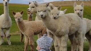 Alpaca Youngsters Curiously Gather Around Cute Baby