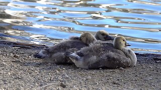 CatTV: 3 ducks on shore