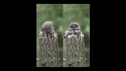A great Gray Owl mother And Her Owlets captured