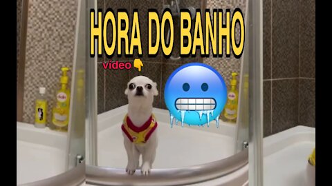 momentos engraçados - ​​animais de estimação😃👇