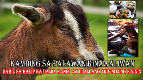 A goat in Roxas, Palawan, is now viral because instead of grass, its trip is to eat rice and dishes