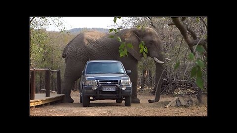 🔴MOST AMAZING ELEPHANT ENCOUNTER