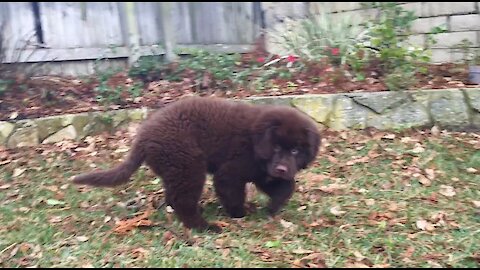 Newfoundland puppy chases leaves on a windy day