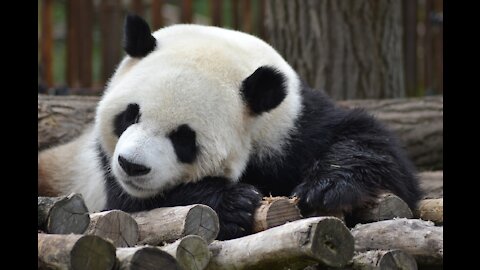 lazy panda: eat, sleep and play