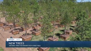 Trees being grown for 16th Street Mall redevelopment project