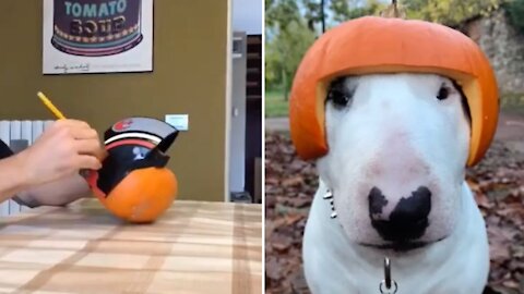 Man Creating Pumpkin Hat For His Dog