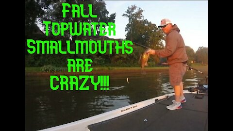 Fall topwater smallmouths are crazy!!!