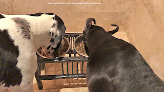 Great Danes' Funny Foot Stomping Breakfast Routine