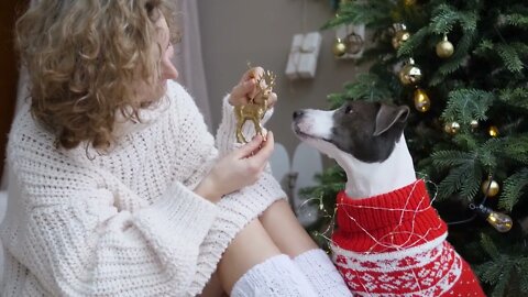 Close up of two best friends in cosy sweaters playing with New Year tree toy. Pets as family members