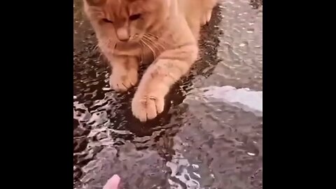 Crazy pet cat 🤣🤣🤣 interesting video