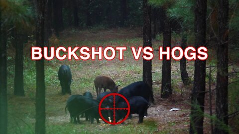 Buckshot vs HOGS | Population Control with 2 Shotguns