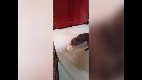 Fierce Puppy Faces off with Empty Bowl