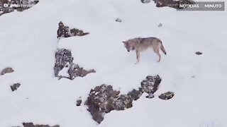 Cão escapa do ataque de três lobos na Itália