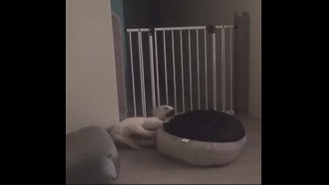 Puppy turns bed into his own personal spin toy