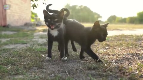 Som de Gato e Gatinhos Miando