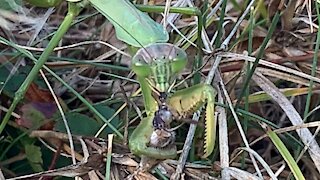 Praying Mantis feeding.