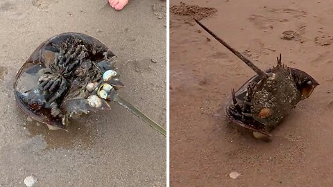 Kids Terrified By Gigantic Horseshoe Crab On The Beach