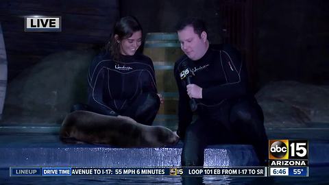 ABC15 hangs out with Sunny the baby sea lion
